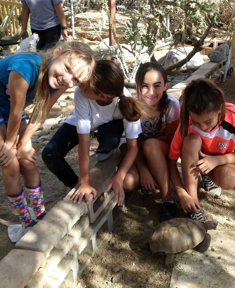 Children meeting the tortoises at Kitty's Wildlife Rescue