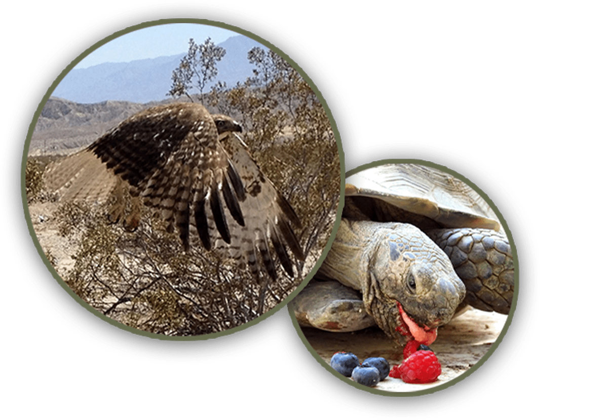 A hawk in flight and a tortoise eating at Kitty's Wildlife Rescue and Refuge